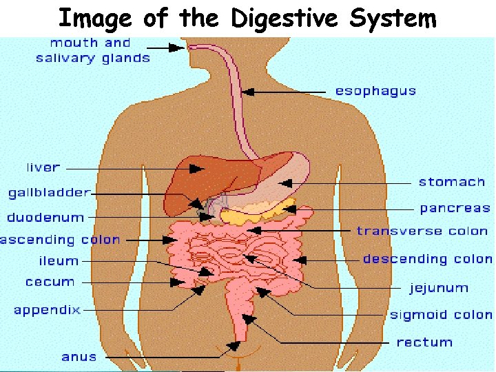 Image of the Digestive System 