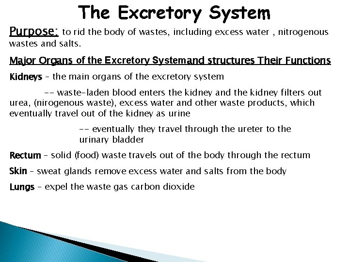 Purpose: The Excretory System to rid the body of wastes, including excess water ,