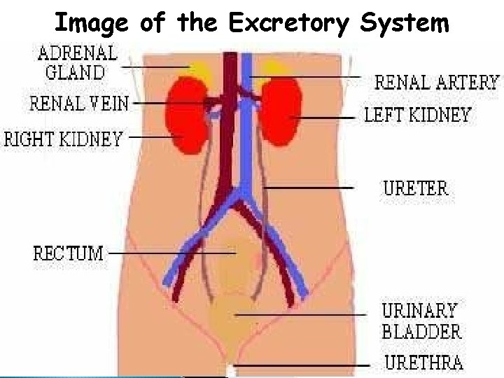 Image of the Excretory System 