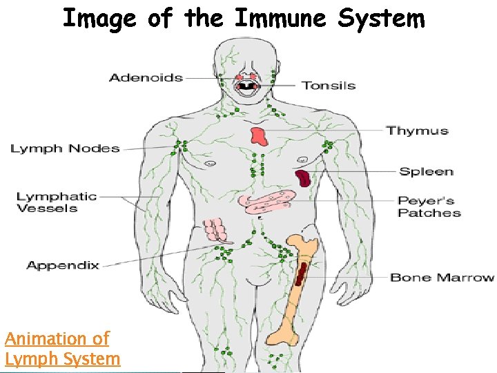 Image of the Immune System Animation of Lymph System 