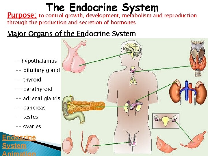 Purpose: The Endocrine System to control growth, development, metabolism and reproduction through the production