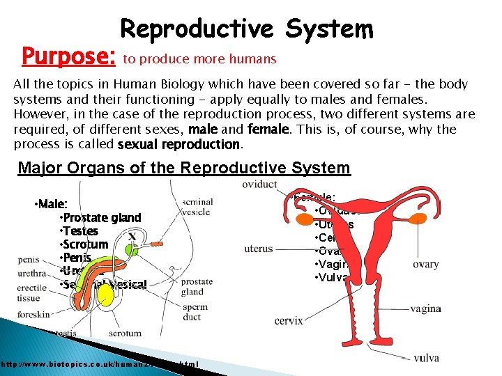Purpose: Reproductive System to produce more humans All the topics in Human Biology which