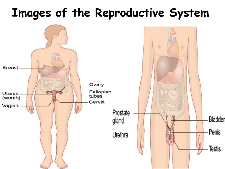 Images of the Reproductive System 