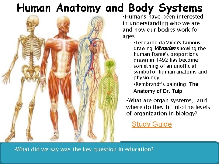 Human Anatomy and Body Systems • Humans have been interested in understanding who we