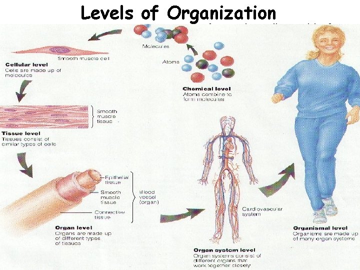Levels of Organization Remember, biology (including the human body) is organized in several levels,