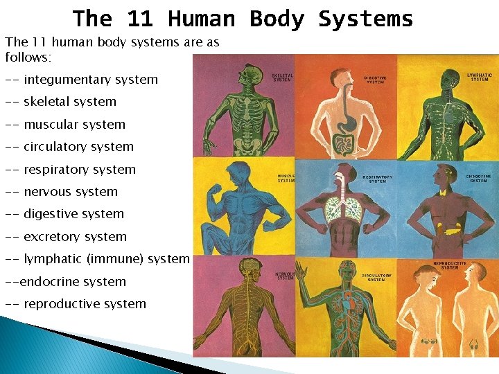 The 11 Human Body Systems The 11 human body systems are as follows: --