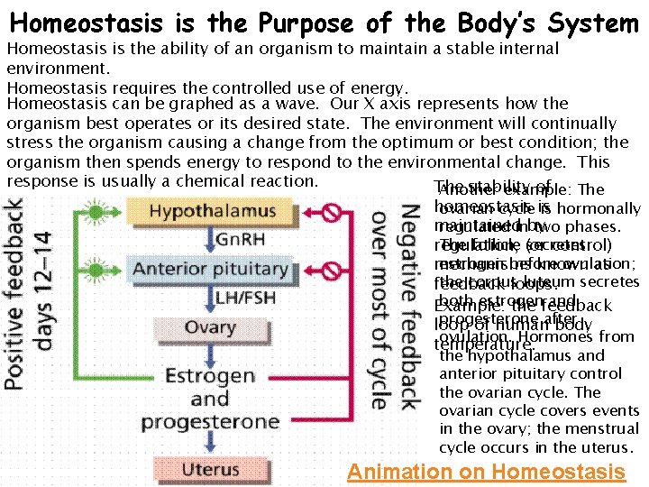 Homeostasis is the Purpose of the Body’s System Homeostasis is the ability of an