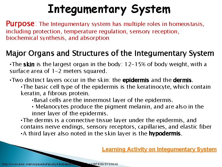 Integumentary System Purpose: The Integumentary system has multiple roles in homeostasis, including protection, temperature