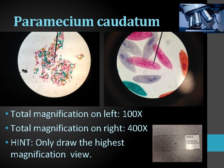 Paramecium caudatum • Total magnification on left: 100 X • Total magnification on right: