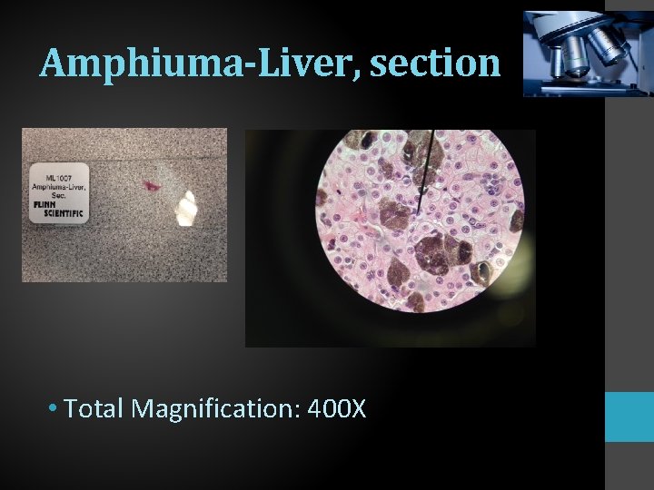 Amphiuma-Liver, section • Total Magnification: 400 X 