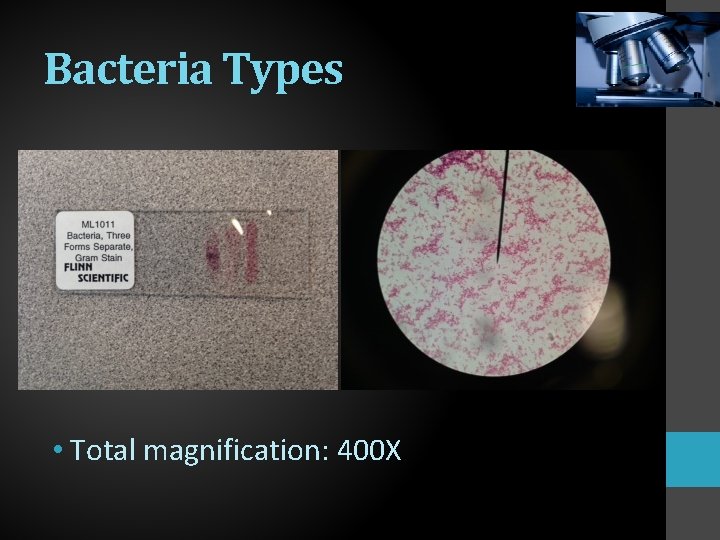 Bacteria Types • Total magnification: 400 X 