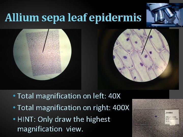 Allium sepa leaf epidermis • Total magnification on left: 40 X • Total magnification