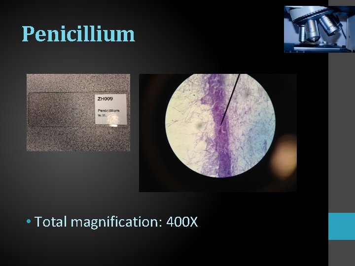 Penicillium • Total magnification: 400 X 