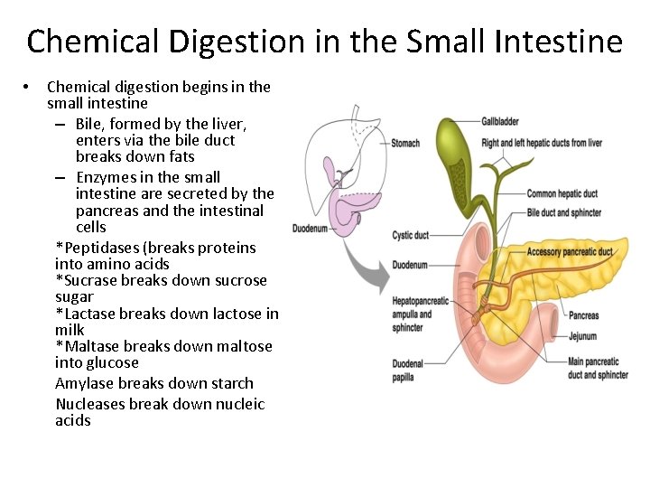 Chemical Digestion in the Small Intestine • Chemical digestion begins in the small intestine
