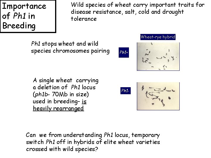 Importance of Ph 1 in Breeding Wild species of wheat carry important traits for