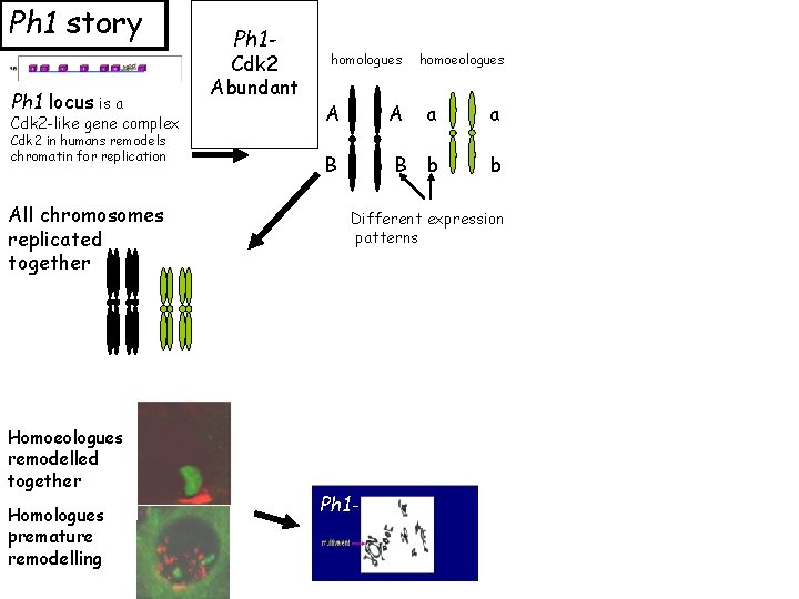 Ph 1 story Ph 1 locus is a Cdk 2 -like gene complex Cdk