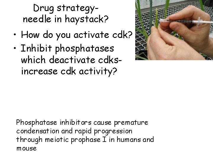 Drug strategyneedle in haystack? • How do you activate cdk? • Inhibit phosphatases which