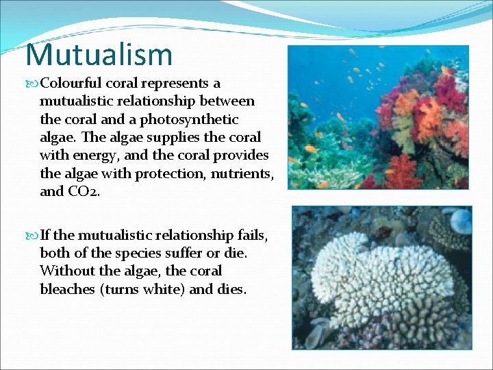 Mutualism Colourful coral represents a mutualistic relationship between the coral and a photosynthetic algae.