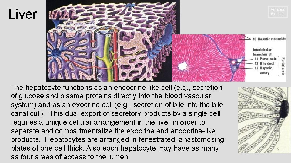 Liver The hepatocyte functions as an endocrine-like cell (e. g. , secretion of glucose