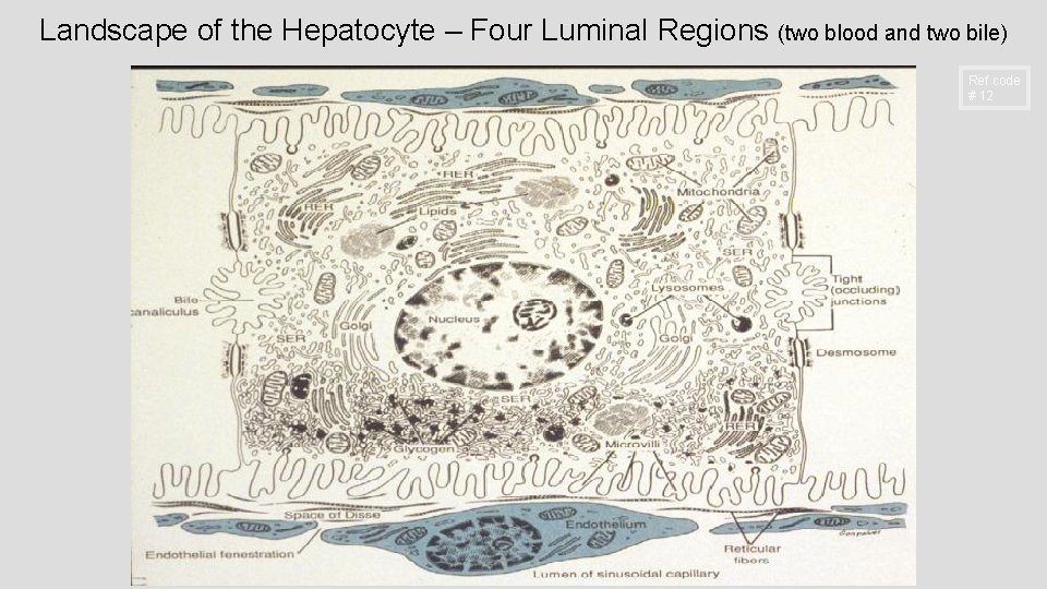 Landscape of the Hepatocyte – Four Luminal Regions (two blood and two bile) Ref