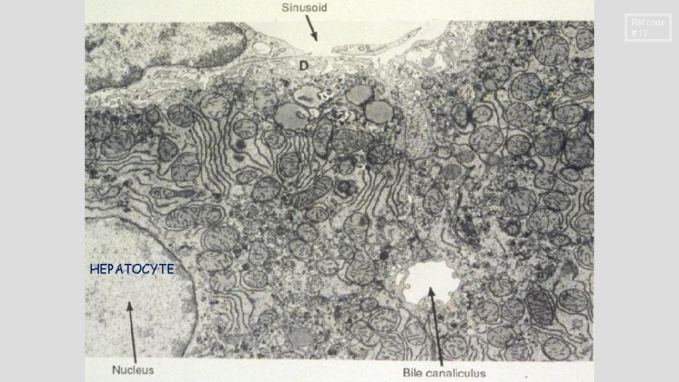 Ref code # 12 HEPATOCYTE 