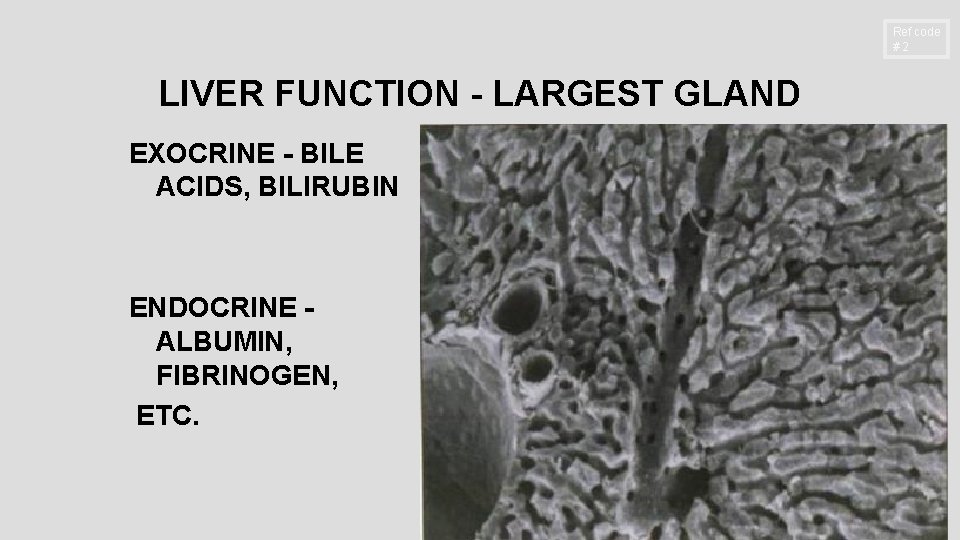 Ref code #2 LIVER FUNCTION - LARGEST GLAND EXOCRINE - BILE ACIDS, BILIRUBIN ENDOCRINE