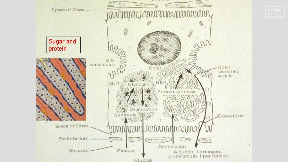 Ref code # 2, 12 Sugar and protein 