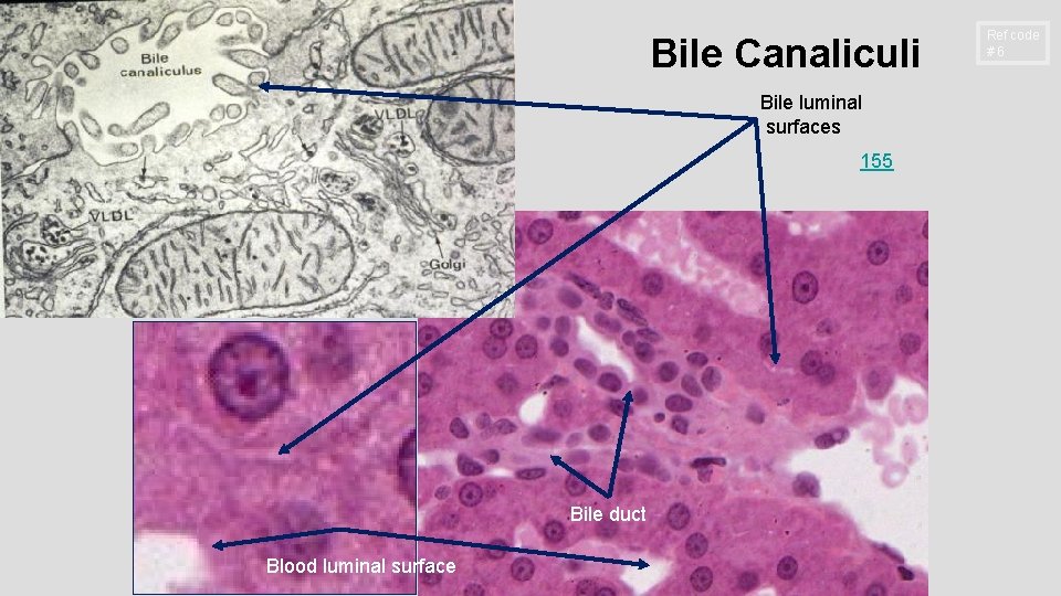 Bile Canaliculi Bile luminal surfaces 155 Bile duct Blood luminal surface Ref code #6