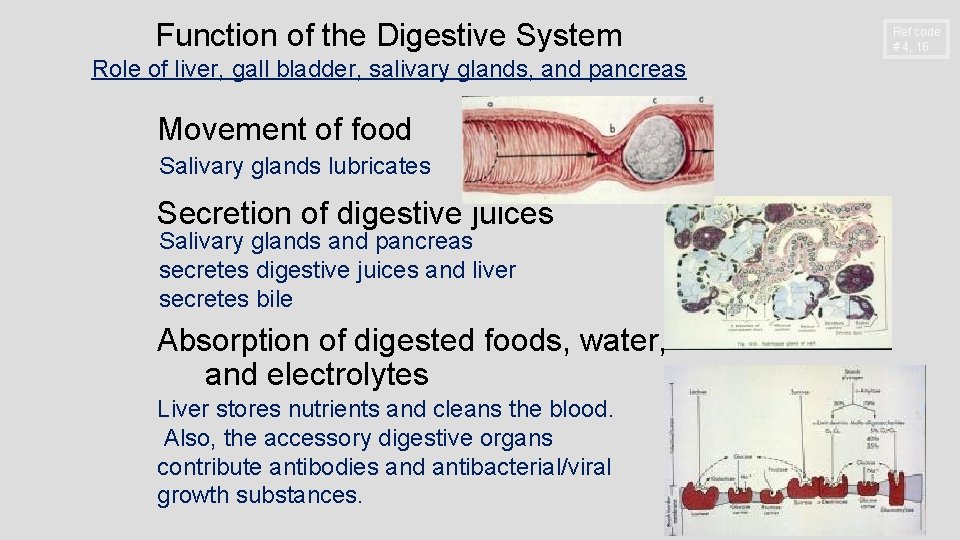 Function of the Digestive System Role of liver, gall bladder, salivary glands, and pancreas