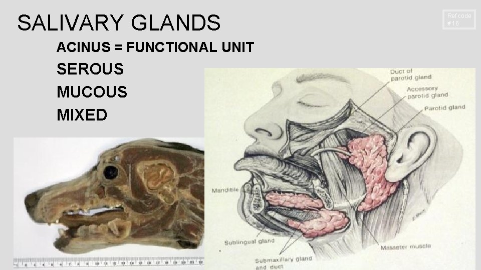 SALIVARY GLANDS ACINUS = FUNCTIONAL UNIT SEROUS MUCOUS MIXED Ref code # 16 