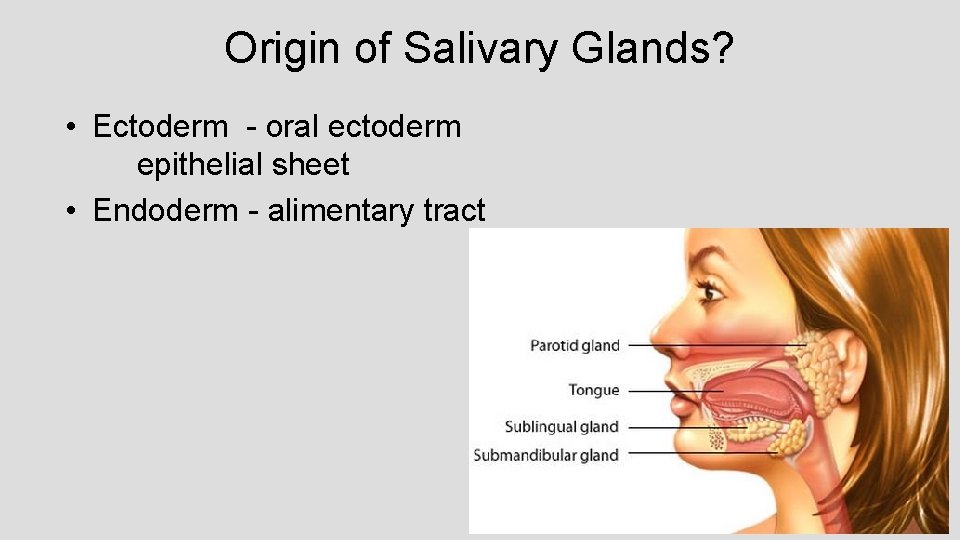 Origin of Salivary Glands? • Ectoderm - oral ectoderm epithelial sheet • Endoderm -