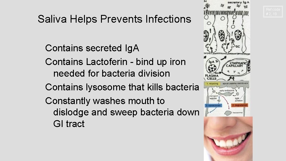 Saliva Helps Prevents Infections Contains secreted Ig. A Contains Lactoferin - bind up iron
