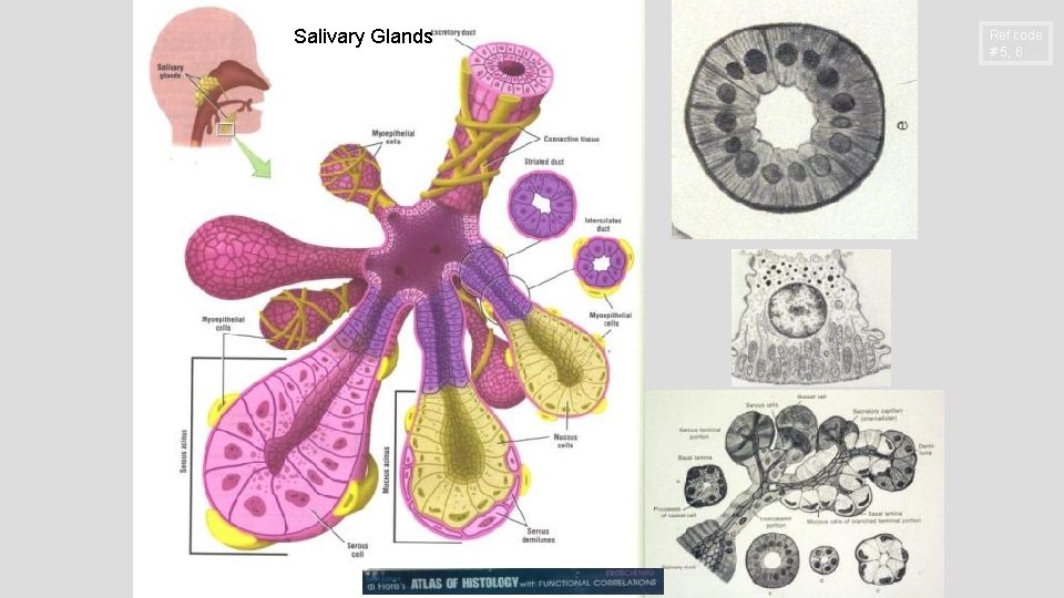 Salivary Glands Ref code # 5, 6 
