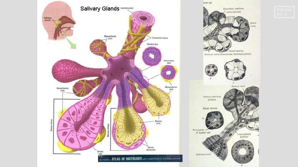 Salivary Glands Ref code # 5, 6 