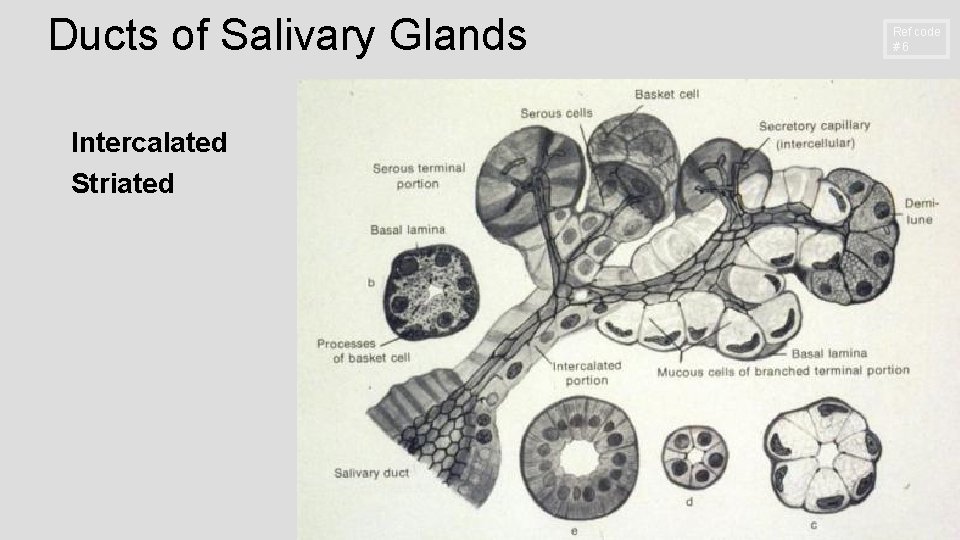 Ducts of Salivary Glands Intercalated Striated Ref code #6 