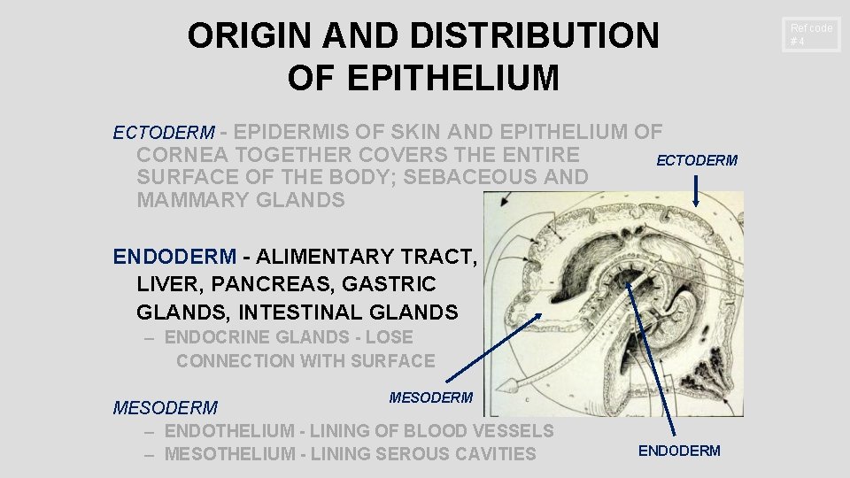 ORIGIN AND DISTRIBUTION OF EPITHELIUM - EPIDERMIS OF SKIN AND EPITHELIUM OF CORNEA TOGETHER