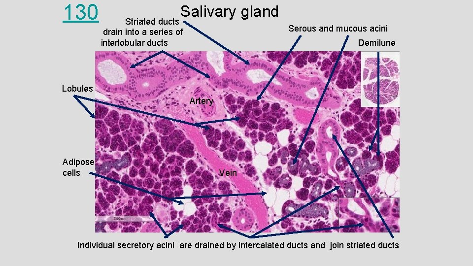 130 Salivary gland Striated ducts drain into a series of interlobular ducts Serous and