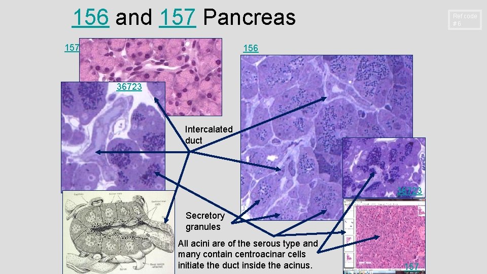 156 and 157 Pancreas 157 Ref code #6 156 36723 Intercalated duct 36723 Secretory