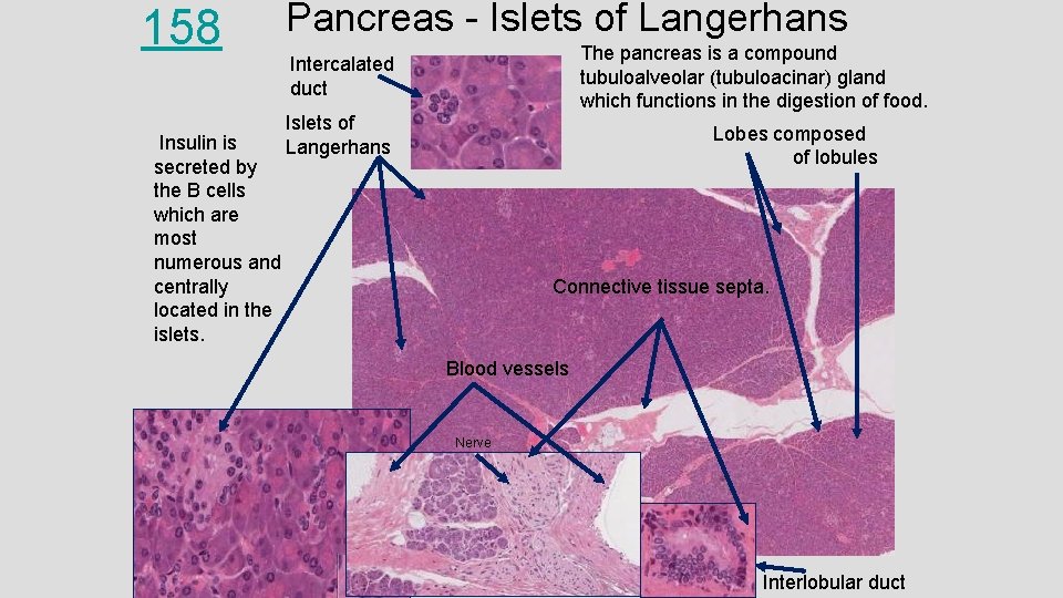 158 Insulin is secreted by the B cells which are most numerous and centrally
