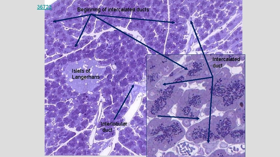 36723 Beginning of intercalated ducts Intercalated duct Islets of Langerhans Interlobular duct 
