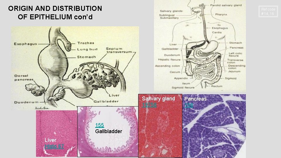 ORIGIN AND DISTRIBUTION OF EPITHELIUM con’d Ref code # 14, 16 Salivary gland 19758