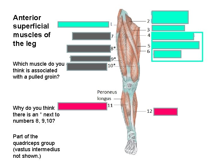 Anterior superficial muscles of the leg Which muscle do you think is associated with