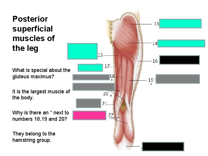 Posterior superficial muscles of the leg What is special about the gluteus maximus? It