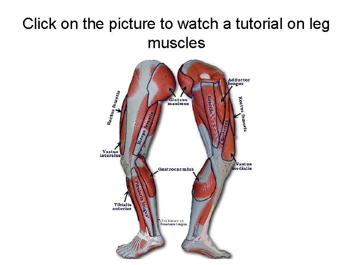 Click on the picture to watch a tutorial on leg muscles 