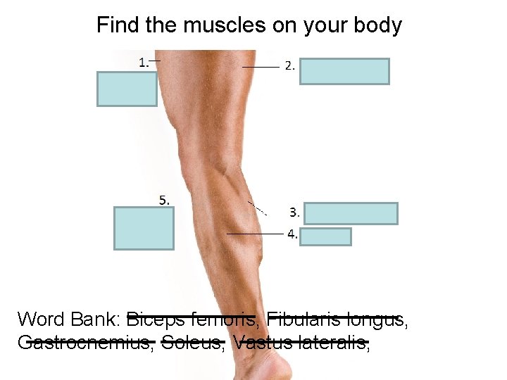 Find the muscles on your body Word Bank: Biceps femoris, Fibularis longus, Gastrocnemius, Soleus,