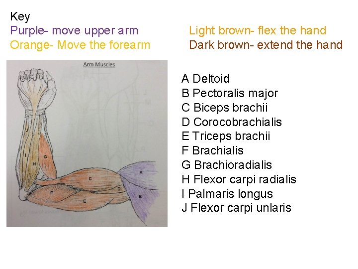 Key Purple- move upper arm Orange- Move the forearm Light brown- flex the hand