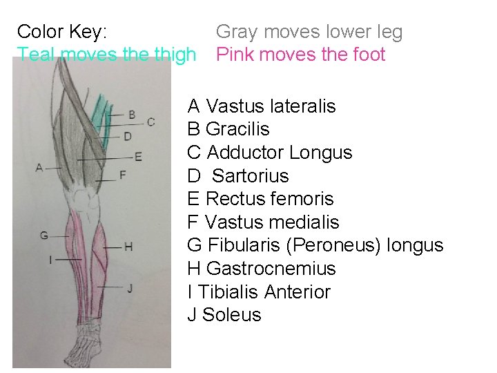 Color Key: Teal moves the thigh Gray moves lower leg Pink moves the foot
