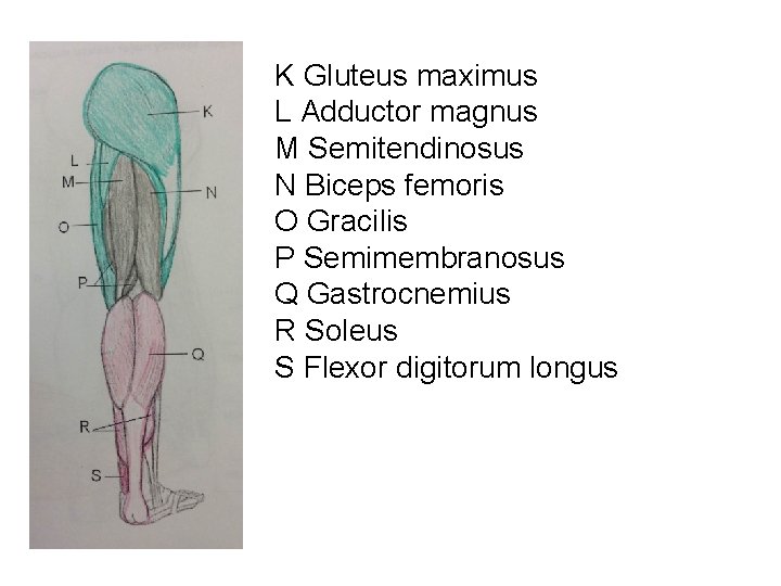 K Gluteus maximus L Adductor magnus M Semitendinosus N Biceps femoris O Gracilis P