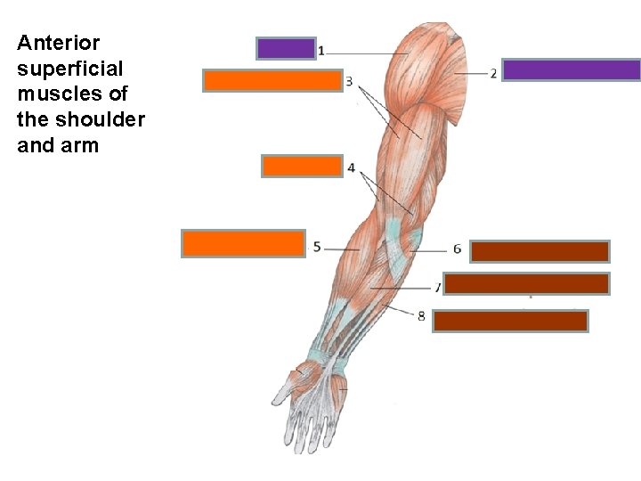 Anterior superficial muscles of the shoulder and arm 