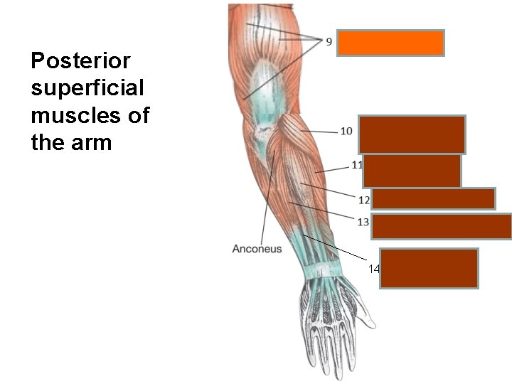 Posterior superficial muscles of the arm 14 Extensor digiti minimi 